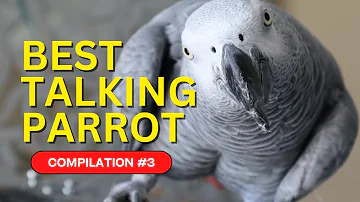 Best Talking Parrot Compilation #3 | Gizmo the Grey Bird