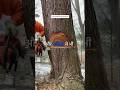 Wood Waste Recycling Business idea #business #marketing#shorts