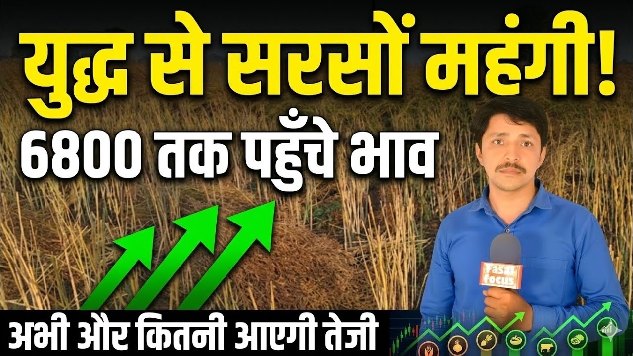 युद्ध से सरसों महंगी! 6800 तक पहुँचे भाव, किसान कमाऐंगे मोटा मुनाफा?