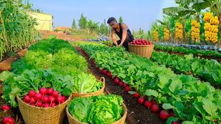 CEO Long’s Busy Harvest Day: Picking Fresh Lettuce and Radishes for Market