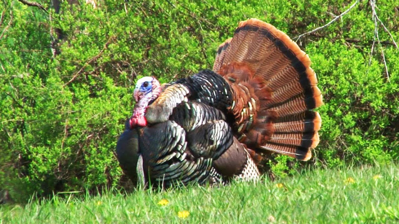 turkey hunting wallpaper