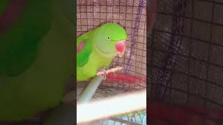 #nonstoptalkingparrot #trending #parrotlover #likeandsubscribe #mitthushorts