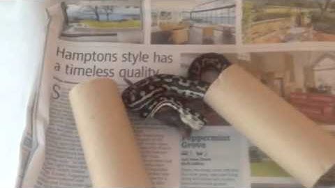 Introducing Theodore, our South West Carpet Python.