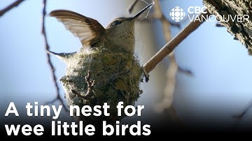 How hard-working hummingbirds build and defend their nests | CBC Creator Network