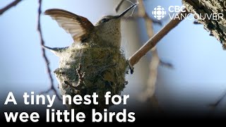 How hardworking hummingbirds build and defend their nests | CBC Creator Network