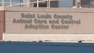 St. Louis County animal shelter pauses adoptions after multiple cases of parvo found Profile