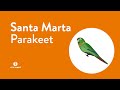 Filming and Photographing the Santa Marta Parakeet in Colombia