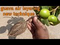 Guava air layering with easiest method | how to air layering on guava tree | guava air layering