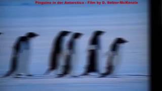 Pinguine in der Antarctica