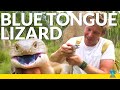 Why This Skink Has a Blue Tongue!