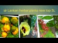 Sri lankan herbal plants new top sl newtopsl plants herbal