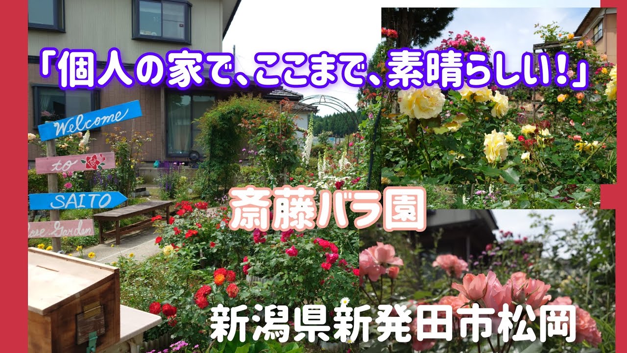 On Friday, June 6th, 2025, I visited the Saito Family Rose Garden