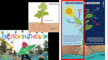 CC Cycle 1 Science Week 12 Plant Systems