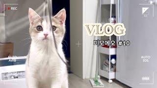 VLOG | 아기고양이 | 고양이 브이로그 | 고양이 빗질 쉽게하기 | 초보집사