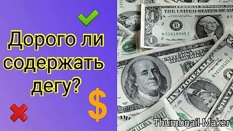 Дорого ли содержать дегу? || Как можно экономить?