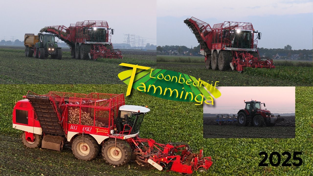 Bieten oogst 2025 Loonbedrijf Tamminga uit Harkstede  Vervaet 625 Beet Eater #oostgroningen