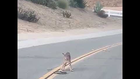 Bobcat vs southern Pacific rattlesnake #shorts