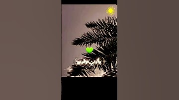 وقوله تبارك وتعالى: ( فِي جَنَّةٍ عَالِيَةٍ ) @سورة الغاشية 