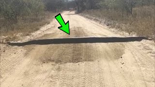 Şoför Yolda Bir Kütüğün Yattığını Düşündü, Ama Gerçek Bundan Çok Daha Korkunçtu