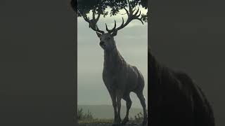 Rhaenyra Spots White Stag but Lets Him Go | | House of The Dragon Best Scene
