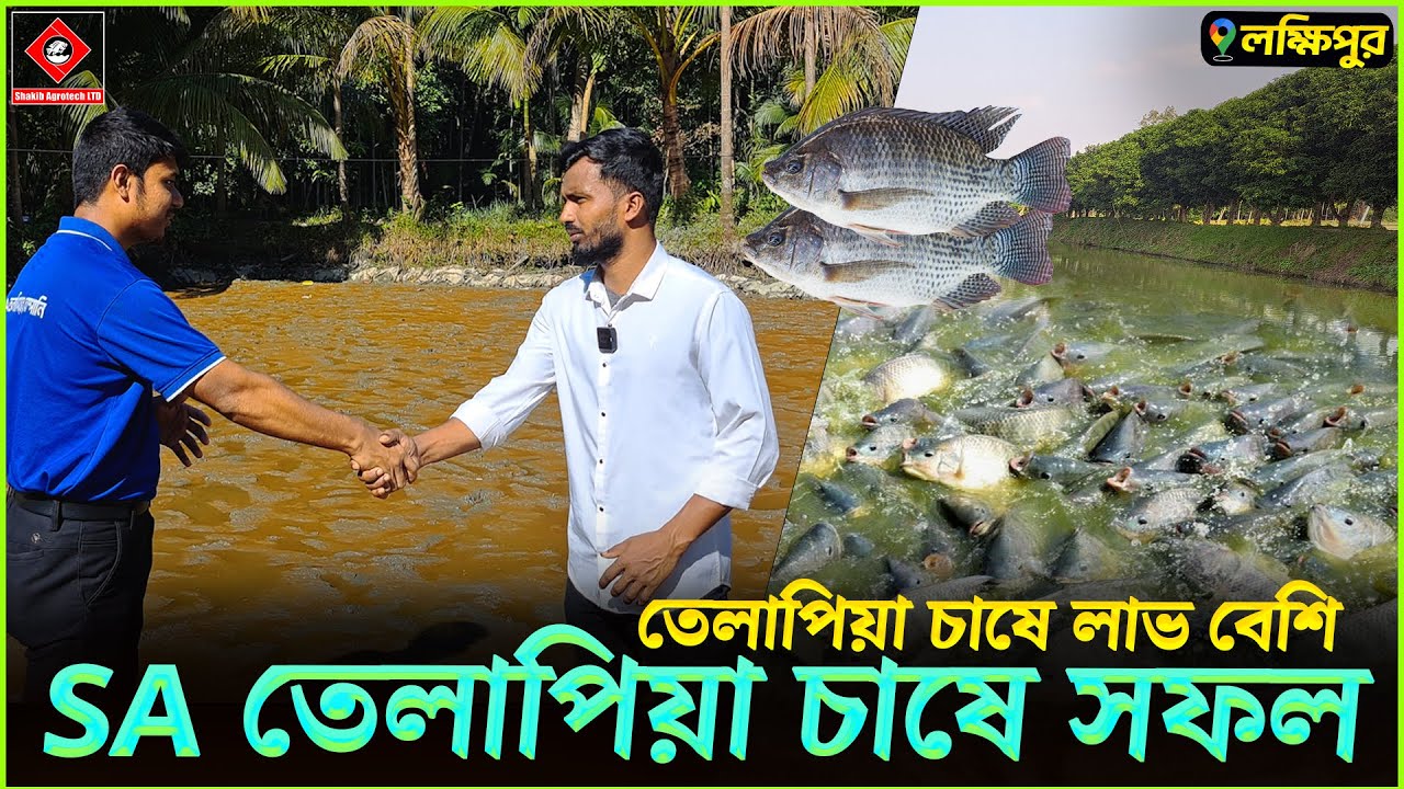 লক্ষীপুরে SA তেলাপিয়া চাষে সফলতা | Shakib Agro || মৌসুমি পুকুরে ১বার তেলাপিয়া ও ১বার ধান চাষে সফলতা