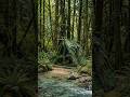 Transforming the Wild into a Cozy Home #survival #camping #outdoors #travel #shorts