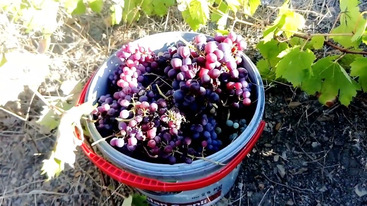 MEŞE KÜLÜ İLE ÜZÜM PEKMEZİ YAPIMI ADANA SAİMBEYLİ ÇATAK