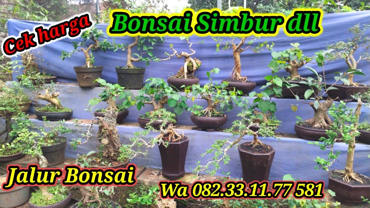 Cek harga bonsai saeng simbur, Sancang dll WA 082.33.11.77.581