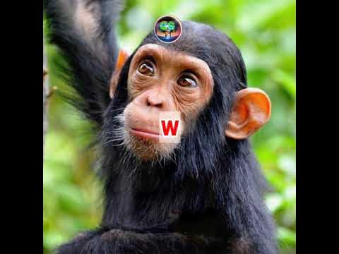 Did we evolve from chimpanzees? One Minute Bite By EduTechz | #shorts