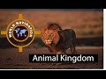 Animal Kingdom | Evolutionary origin |