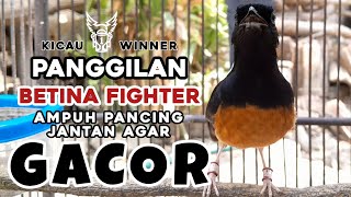 RAYUAN MAUT PEMBANGKIT EMOSI | PANCINGAN MURAI BATU JANTAN AGAR MAU BUKA PARUH