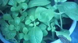 Plectranthus caninus (No speaking, with music, not a slide show)
