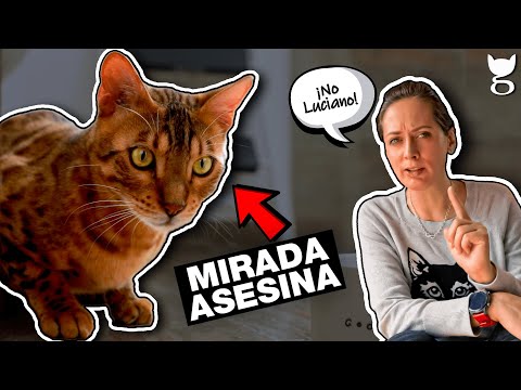 Video: Qu Por Qué Mi Gato… Me Persigue?