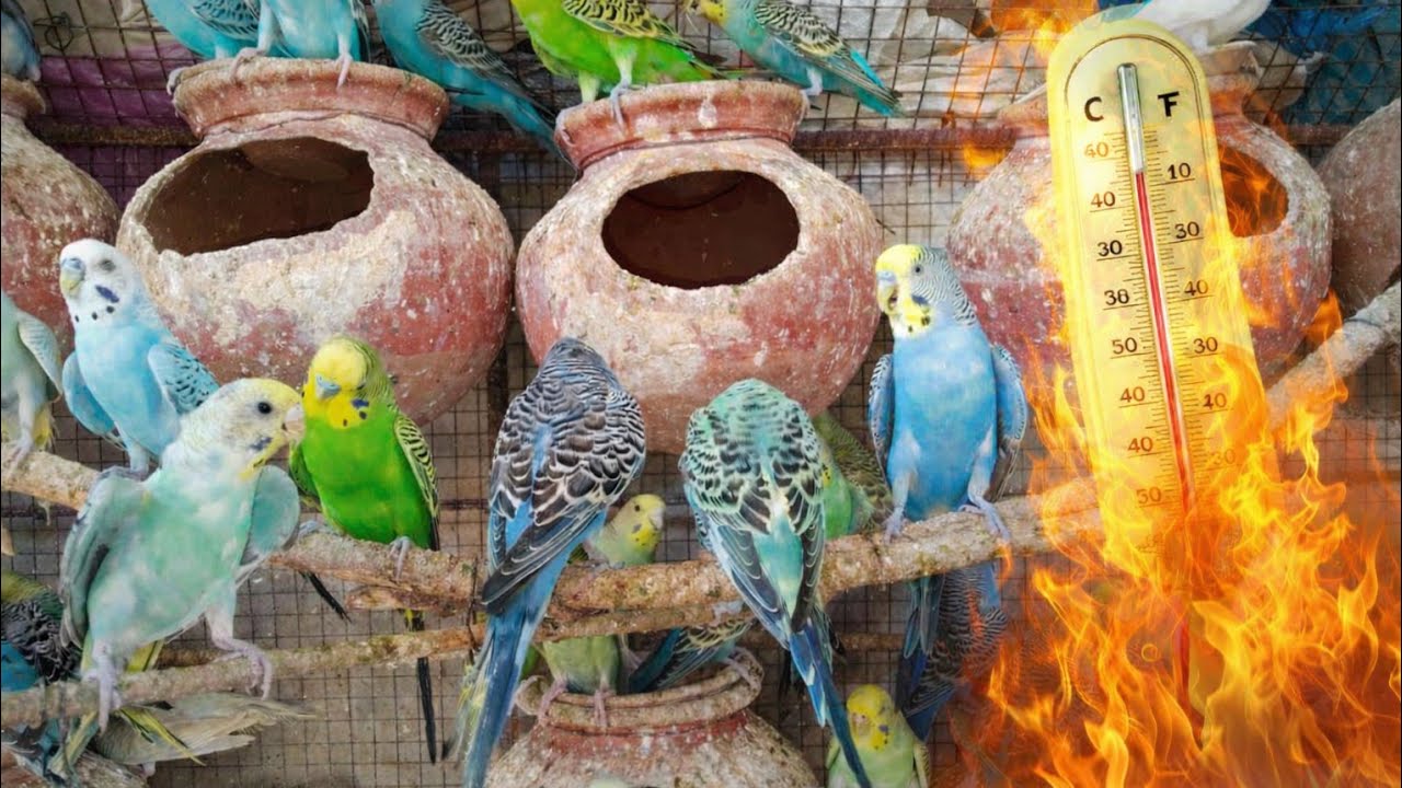 Ravi Birds is live!🤩👍🦜🦜🦜🦜🦜🦜🦜🦜🦜🦜🦜🦜🦜🦜🦜🦜🦜🦜🦜🦜🦜🦜🦜🦜🦜 - YouTube