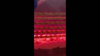 Cleartides 360S - Reef Tank 400L System