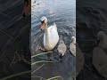 White Swan Dancing Белый лебедь танцует под музыку Dance Dancing Duckdance Swan 