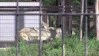 ユウキ　びっくり！　~円山動物園　シンリンオオカミの群れ