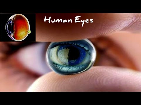 The Human Eyes and Colourful world(i)class10 - YouTube