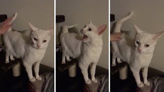 Cat Gets Mad If He Doesn't Get His Bum Pats