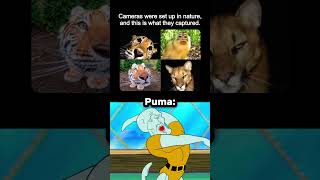 The puma really wanted all the spotlight💀