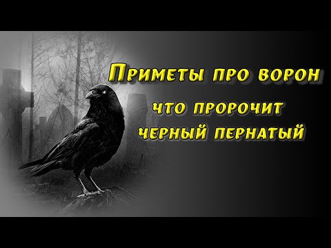 Приметы про ворон: плохие и хорошие. Защита от несчастий