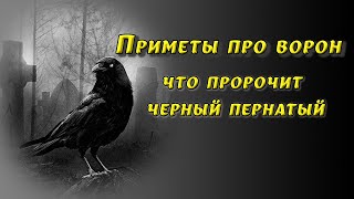 Приметы про ворон: плохие и хорошие. Защита от несчастий