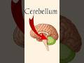 Cerebellum | Location, Parts, Function | Nervous System #cerebellum #nervoussystem #brain