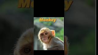 What Animals Look like With Down Syndrome... #viral #Subscribe #Animal #downsyndrome #shorts #like