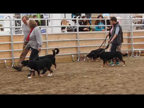 エントレブッハー・キャトル・ドッグ入場・説明 Entlebucher Sennenhund 2019 0503 00283