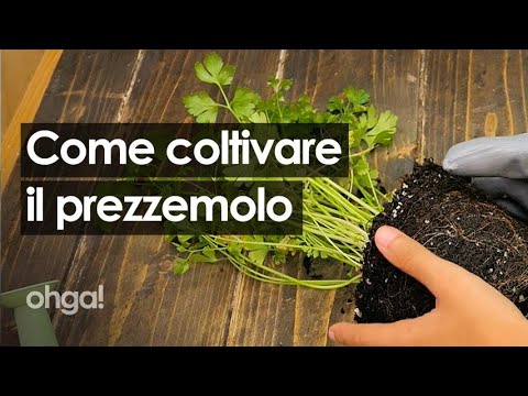 Video: Erbe Prezzemolo Italiane - Come Coltivare Prezzemolo Italiano