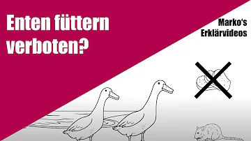 Was darf man Enten nicht Füttern?