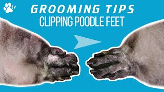 How to clip a standard poodle's feet | Grooming Tips  TRANSGROOM