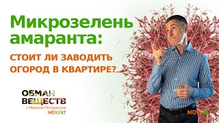 Микрозелень амаранта - стоит ли заводить огород в квартире?