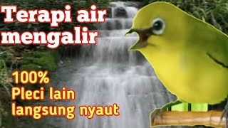 Terapi AIR MENGALIR dan Suara PLECI Nembak nembak